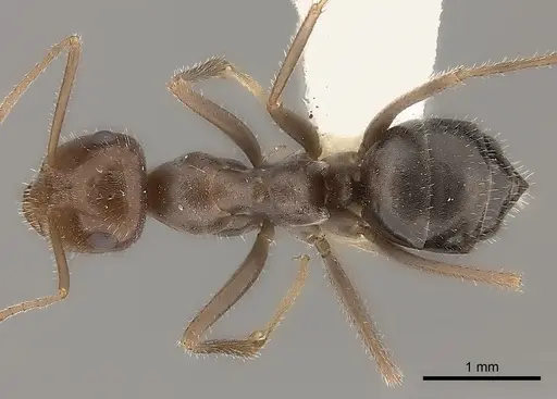 Myrmecocystus intonsus specimen