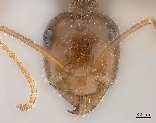 Myrmecocystus intonsus specimen