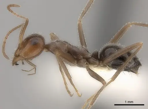 Myrmecocystus intonsus specimen