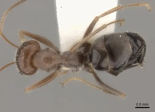 Myrmecocystus intonsus - CASENT0217727