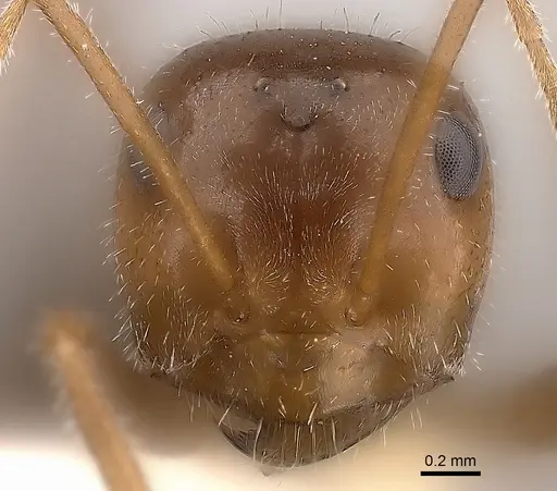 Myrmecocystus intonsus - CASENT0217727