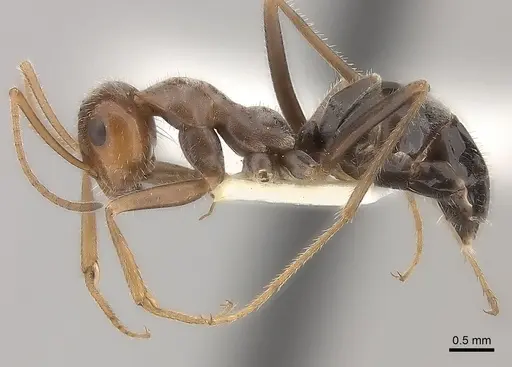 Myrmecocystus intonsus - CASENT0217727