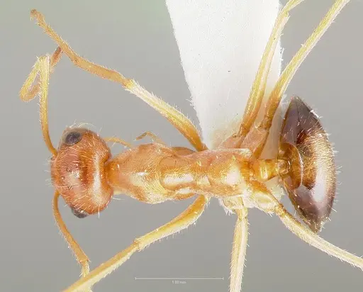 Myrmecocystus kathjuli specimen