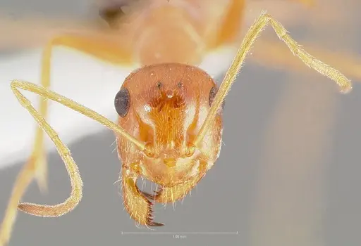 Myrmecocystus kathjuli specimen
