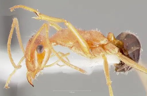 Myrmecocystus kathjuli specimen