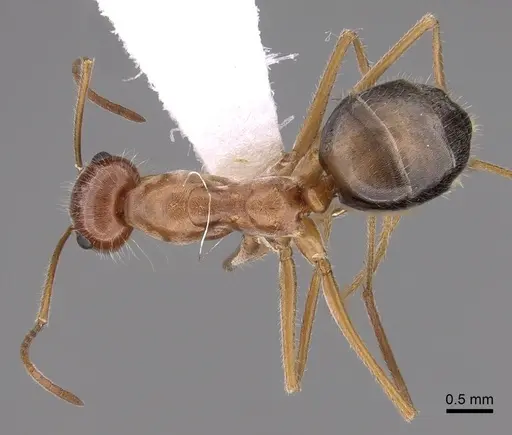 Myrmecocystus kathjuli - CASENT0280507