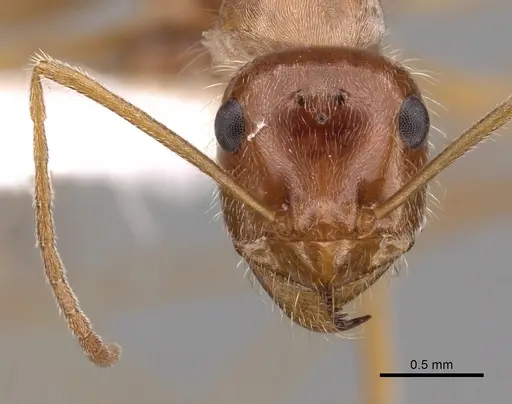 Myrmecocystus kathjuli - CASENT0280507