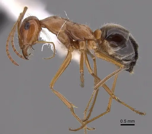Myrmecocystus kathjuli - CASENT0280507