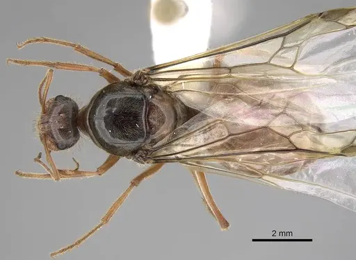 Myrmecocystus kathjuli - CASENT0862006