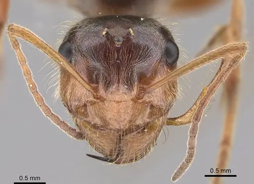 Myrmecocystus kathjuli - CASENT0862006