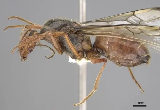 Myrmecocystus kathjuli - CASENT0862006