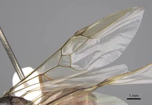 Myrmecocystus kathjuli - CASENT0862006