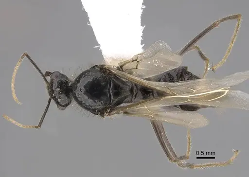 Myrmecocystus kathjuli - CASENT0862007