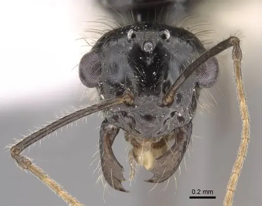 Myrmecocystus kathjuli - CASENT0862007