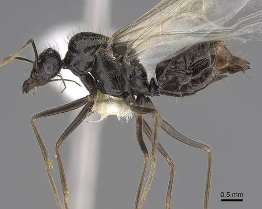 Myrmecocystus kathjuli - CASENT0862007