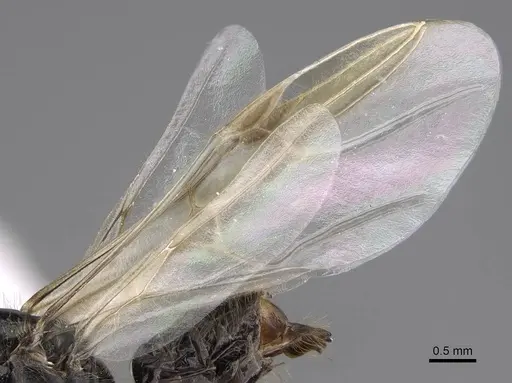 Myrmecocystus kathjuli - CASENT0862007