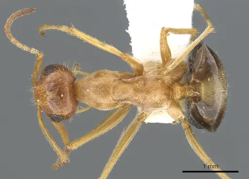 Myrmecocystus kathjuli - CASENT0903191