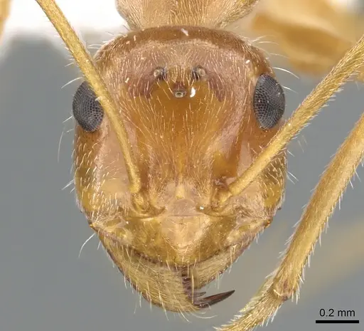 Myrmecocystus kathjuli - CASENT0903191