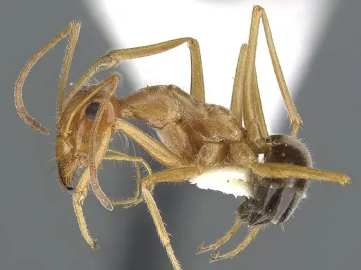 Myrmecocystus kathjuli - CASENT0903191