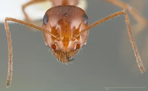 Myrmecocystus kennedyi specimen