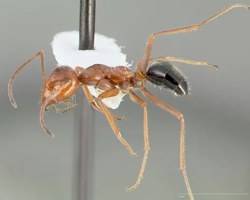 Myrmecocystus kennedyi specimen