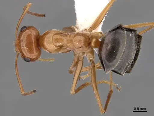 Myrmecocystus kennedyi - CASENT0280514