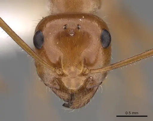 Myrmecocystus kennedyi - CASENT0280514