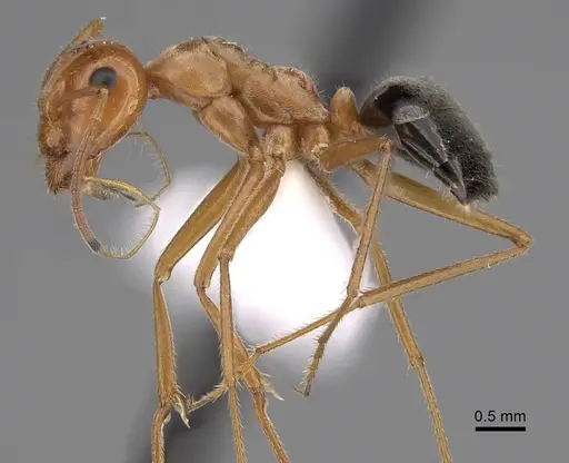 Myrmecocystus kennedyi - CASENT0280514