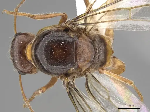 Myrmecocystus kennedyi - CASENT0862008