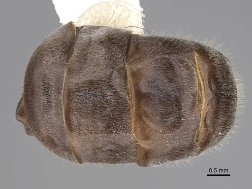 Myrmecocystus kennedyi - CASENT0862008