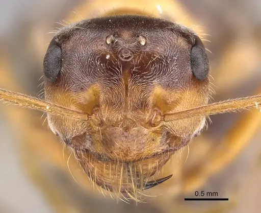 Myrmecocystus kennedyi - CASENT0862008