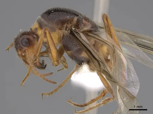 Myrmecocystus kennedyi - CASENT0862008