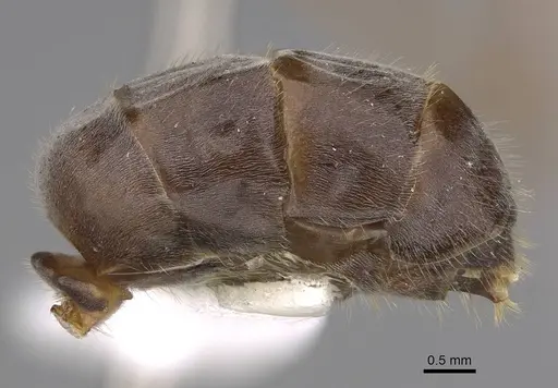 Myrmecocystus kennedyi - CASENT0862008