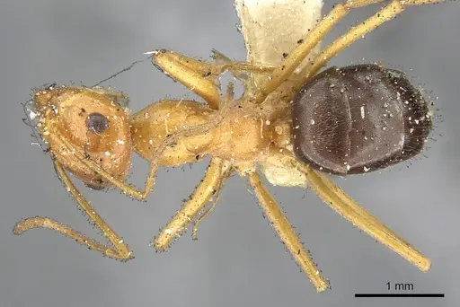 Myrmecocystus kennedyi - CASENT0903192