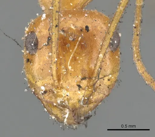 Myrmecocystus kennedyi - CASENT0903192