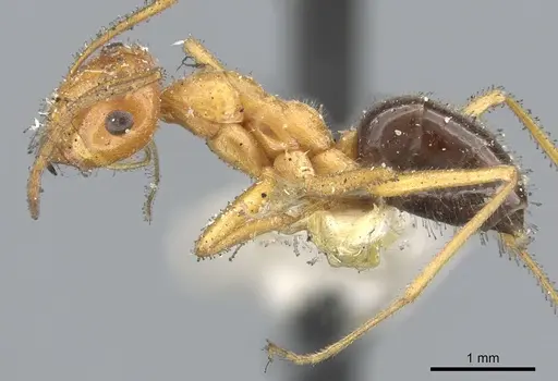 Myrmecocystus kennedyi - CASENT0903192