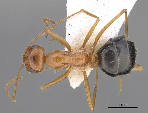 Myrmecocystus kennedyi - CASENT0923362
