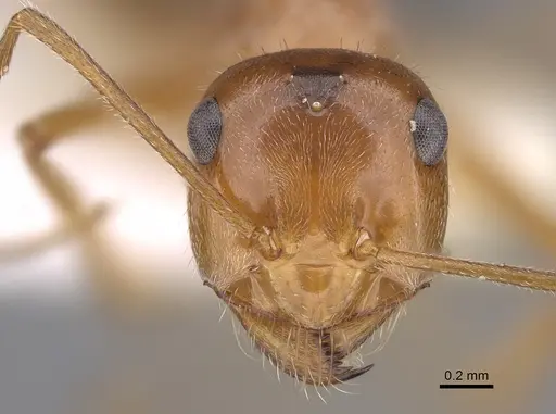 Myrmecocystus kennedyi - CASENT0923362