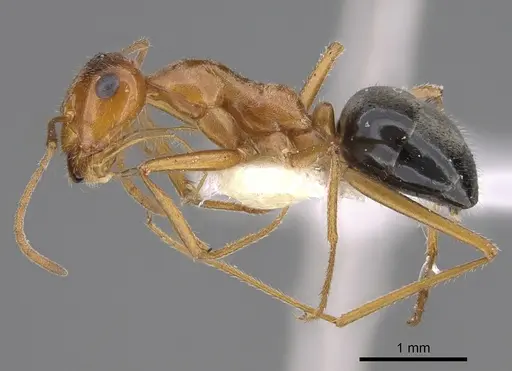 Myrmecocystus kennedyi - CASENT0923362