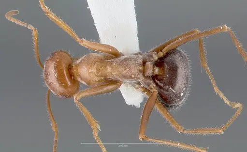 Myrmecocystus koso specimen