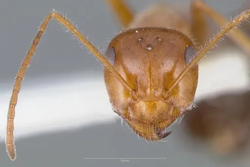 Myrmecocystus koso specimen
