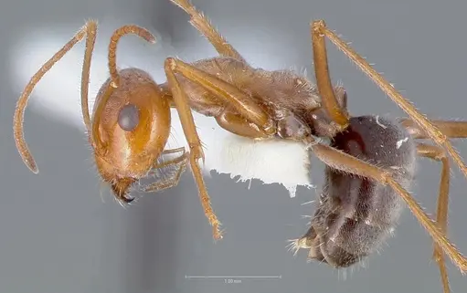 Myrmecocystus koso specimen