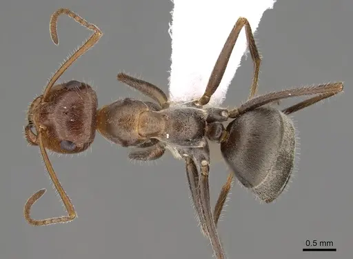 Myrmecocystus koso - CASENT0280535