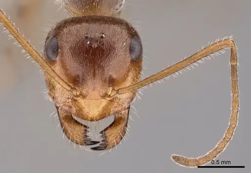 Myrmecocystus koso - CASENT0280535