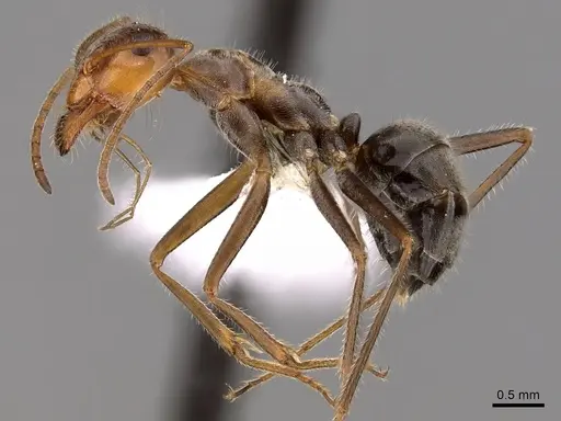 Myrmecocystus koso - CASENT0280535