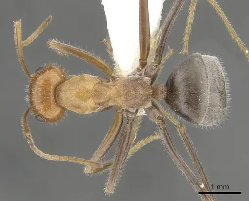 Myrmecocystus koso - CASENT0903194