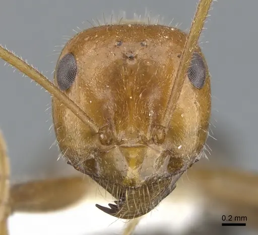 Myrmecocystus koso - CASENT0903194