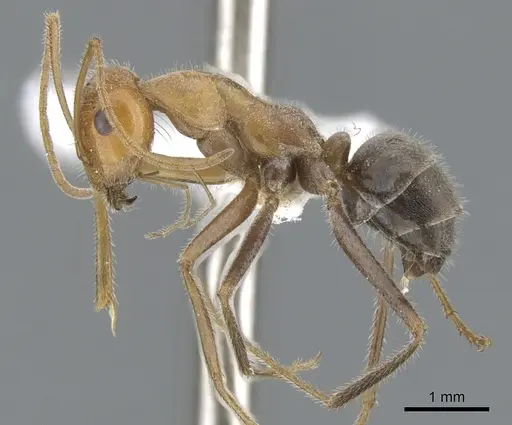 Myrmecocystus koso - CASENT0903194