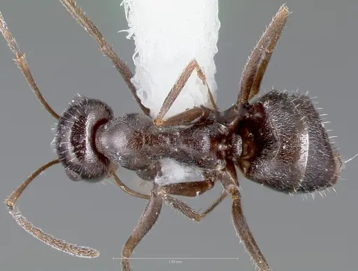 Myrmecocystus lugubris specimen