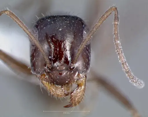 Myrmecocystus lugubris specimen
